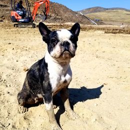 Dottie - Boston Terrier