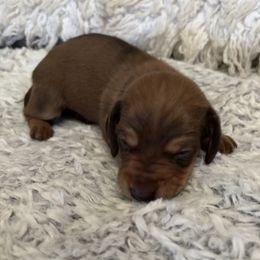 Dachshund Puppies from Rutherford Ranch Dachshunds