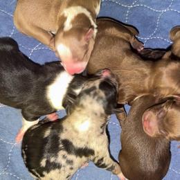 Boy 1 - Black & white male Australian Shepherd puppy in Clarkrange, Tennessee from Vom Wolff