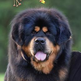 Outlaw  - Tibetan Mastiff