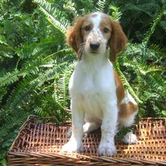 Welsh Springer Spaniel Puppies from Statesman Welsh Springer Spaniels