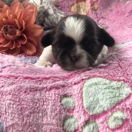 Poppy - Tricolor female Shih Tzu puppy in Milton, Florida from Shih tzu adventures of Santa Rosa Florida