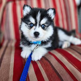Duke - Black and white male Pomsky puppy in Mc Callsburg, Iowa from SZ Rolling Acres LLC