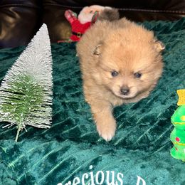 Minnie - Orange sable female Pomeranian puppy in Zavalla, Texas from Precious Puff Poms