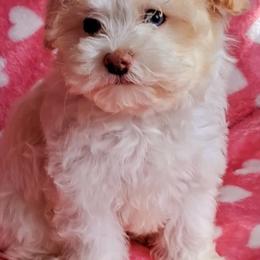 Maltipoo Puppies from Little Cupcakes and Little Pumpkins Maltipoos