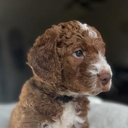 Black - Red  female Goldendoodle puppy in Spring, Texas from The Doodle Den