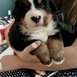 Bernese Mountain Dog Puppies from Bluffside Berners