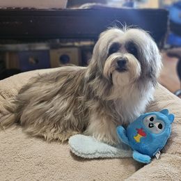 Prince - Shichon