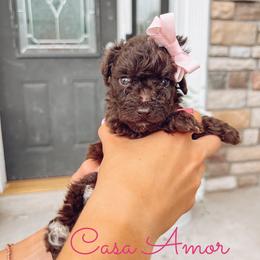 Casa Amor - Chocolate female Goldendoodle puppy in Middletown, Ohio from Lady Doodle Farm