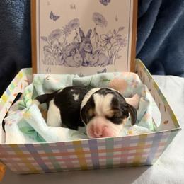 Anne Wilson - Black white and tan female Beagle puppy in New Tazewell, Tennessee from Sweet Warner Pugs