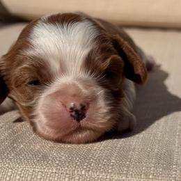 A more - Blenheim female Cavalier King Charles Spaniel puppy in California from Tinkerpups