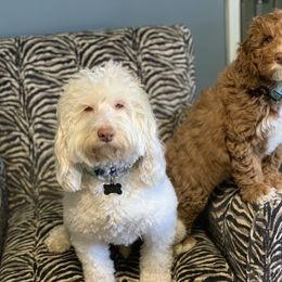 Australian Labradoodle Puppies from Semper Doodles