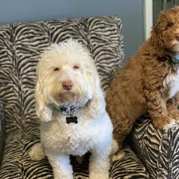 Australian Labradoodle Puppies from Semper Doodles