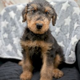 Black Collared Male - Black and tan male Airedale Terrier puppy in Marshallville, Ohio from Anne's Pups