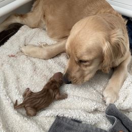 Golden Retriever and Schnoodle Puppies from Bassett Family Ranch
