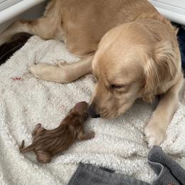 Golden Retriever and Schnoodle Puppies from Bassett Family Ranch