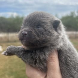 Eminem - Blue male Pomeranian puppy in Orange Grove, Texas from Davis Poms