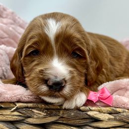 Pink Female - Apricot female Goldendoodle puppy in Great Falls, Montana from Montana Goldendoodles