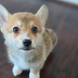 Cheddar - White and red male Pembroke Welsh Corgi puppy in Tomball, Texas from Larsen Loved Corgis