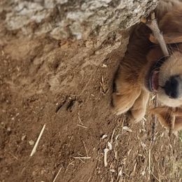 Golden Retriever Puppies from Goldens of Hamm Hollow