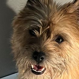Jozee - Cairn Terrier
