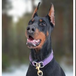Doberman Pinschers from Jasmine's Pups