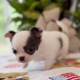 Cora - Blue and white female Chihuahua puppy in Harrison, Michigan from Cloud9 Chihuahuas