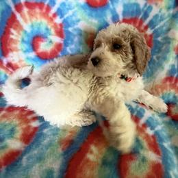Candy - Parti female Goldendoodle puppy in Clementon, New Jersey from Gilder's Goldendoodles