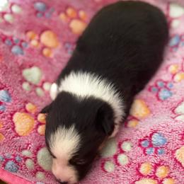 Oreo - Black and white female American Corgi puppy in Nortonville, Kansas from Low Riders Corgis & Mini Aussies