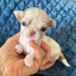 Olaf - Merle male Chihuahua puppy in Mesa, Arizona from Arizona Dream Chihuahuas