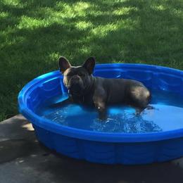 French Bulldog All Grown Up from Pardon My Frenchie