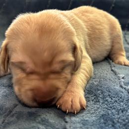 Number 2 - Yellow male Labrador Retriever puppy in Greenville, North Carolina from Gales Creek Labrador Retrievers