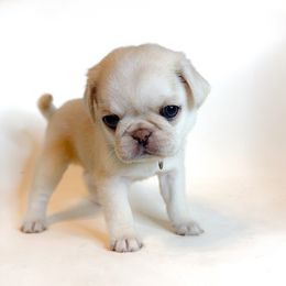 Flash - Green Collar - Cream male Pug puppy in Hereford, Arizona from Broken Road Ranch Pugs