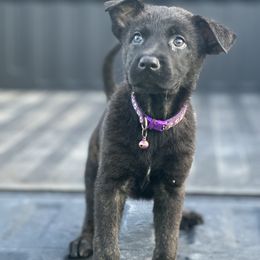 Girl 2 purple collar - Gold brindle Dutch Shepherd puppy in Saint Amant, Louisiana from Mercy Kennels