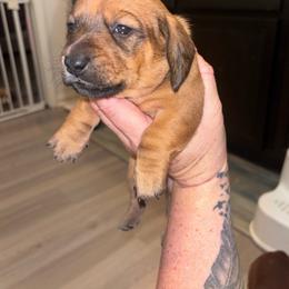 Knox - Red male Dachshund puppy in Magnolia, Texas from Little Honey’s Dachshunds