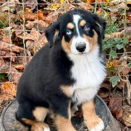 Maeve - Black tri female Miniature Australian Shepherd puppy in Patterson, North Carolina from DreamLine Aussies