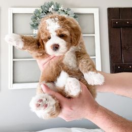 Bernedoodle and Cavapoo Puppies from Wonderful World Doodles