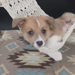 German Shepherd and Pembroke Welsh Corgi Puppies from J&R Shepherds & Corgis