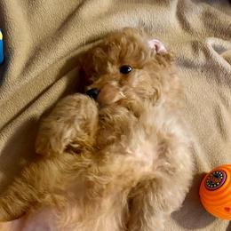 Lorenzo - Red  male Goldendoodle puppy in Bentonville, Arkansas from Bentonville Doodles