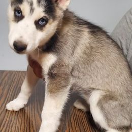 Siberian Huskies from Gindlesberger Siberian Huskies