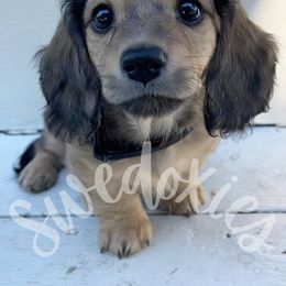 Dachshund Puppies from Swedoxies