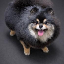 Ella - Pomeranian