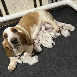 Basset Hound Puppies from Blessed Bassets