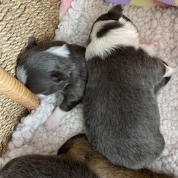 Chihuahua Puppies from King Chihuahuas