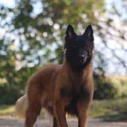 Sam - Belgian Tervuren