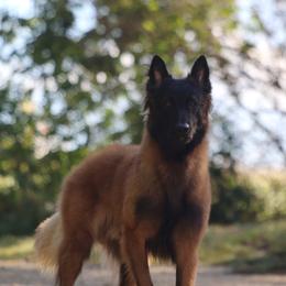 Sam - Belgian Tervuren