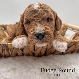 Fudge Round - Red  male Goldendoodle puppy in Sunman, Indiana from Brunsman Country Doodles LLC