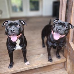 Staffordshire Bull Terrier All Grown Up from Bruhaus Kennels