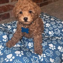 Levi - Apricot male Poodle puppy in Okc, Oklahoma from Designer Poos By Diva