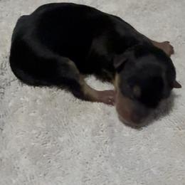Dot - Blue and gold female Yorkshire Terrier puppy in Houston, Texas from Little things